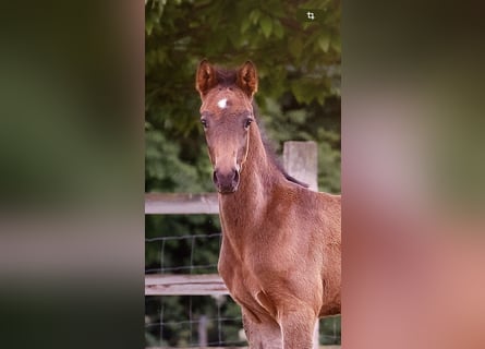 Small German riding horse, Stallion, , 15,2 hh, Smoky-Black