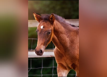 Small German riding horse, Stallion, , 15,2 hh, Smoky-Black