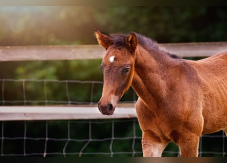Small German riding horse, Stallion, , 15,2 hh, Smoky-Black