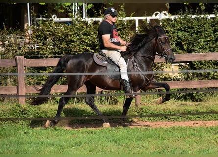 Snelheidsrackpaard, Hengst, 7 Jaar, 156 cm, Buckskin