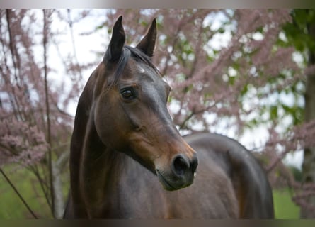 Snelheidsrackpaard, Merrie, 13 Jaar, 150 cm, Donkerbruin
