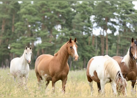 Snelheidsrekpaard, Merrie, 10 Jaar, 150 cm, Vos