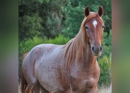 Snelheidsrekpaard, Merrie, 3 Jaar, 156 cm, Roan-Red