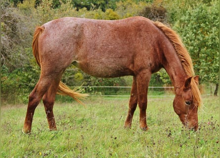 Snelheidsrekpaard, Merrie, 3 Jaar, 158 cm, Roan-Red