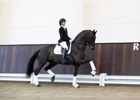 Oldenburg, Stallion, 7 years, 17 hh, Smoky-Black
