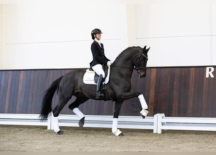 Oldenburg, Stallone, 9 Anni, 173 cm, Baio nero