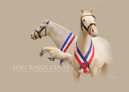 Kleines Deutsches Reitpferd, Hengst, 16 Jahre, 155 cm