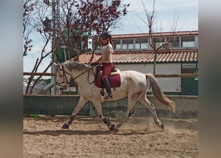 Sonstige Rassen Mix, Hengst, 13 Jahre, 170 cm, Schimmel