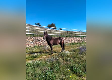 Sonstige Rassen, Hengst, 14 Jahre