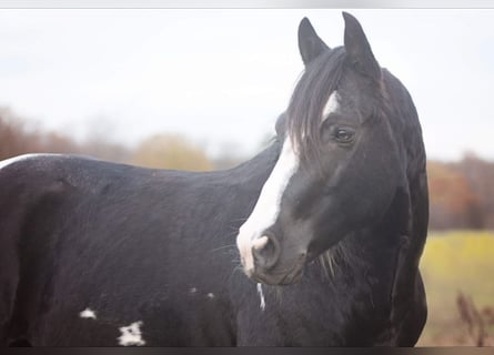 Sonstige Rassen, Hengst, 17 Jahre, 144 cm, Schecke
