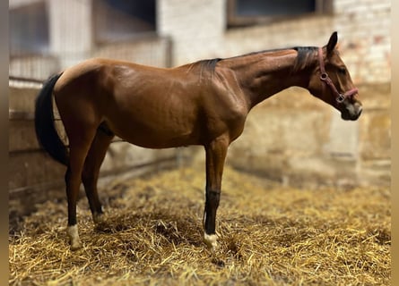 Sonstige Rassen, Hengst, 1 Jahr, Rotbrauner