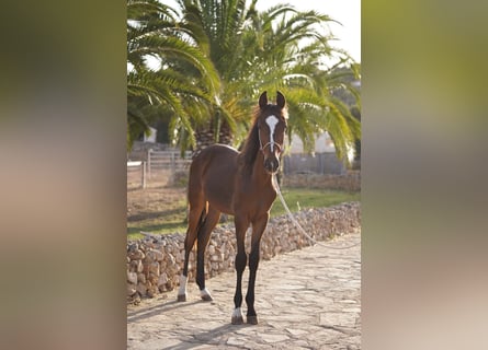 Sonstige Rassen, Hengst, 2 Jahre, 157 cm, Dunkelbrauner