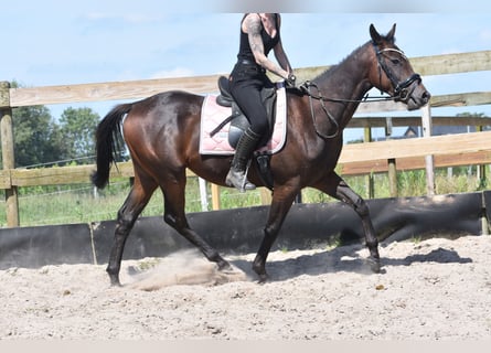 Sonstige Rassen, Hengst, 3 Jahre, 157 cm, Dunkelbrauner