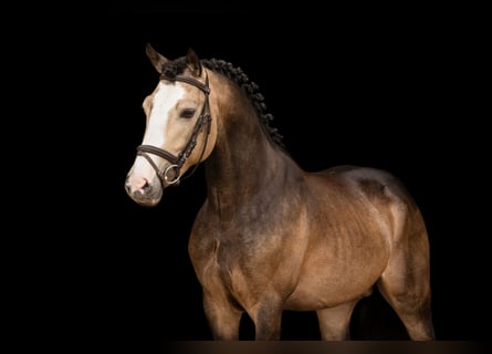 Sonstige Rassen, Hengst, 6 Jahre, 138 cm, Buckskin