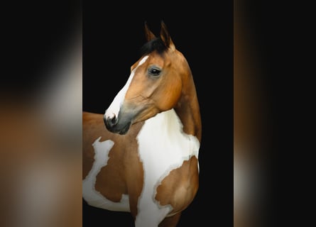 Sonstige Rassen, Hengst, 6 Jahre, 148 cm, Schecke