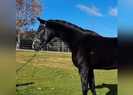 Sonstige Rassen Mix, Hengst, 6 Jahre, 175 cm, Rotbrauner
