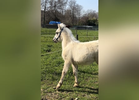 Sonstige Rassen, Hengst, Fohlen (01/2026), 100 cm, Palomino