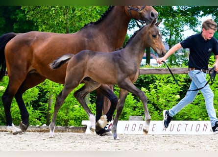 Sonstige Rassen, Hengst, , Dunkelbrauner