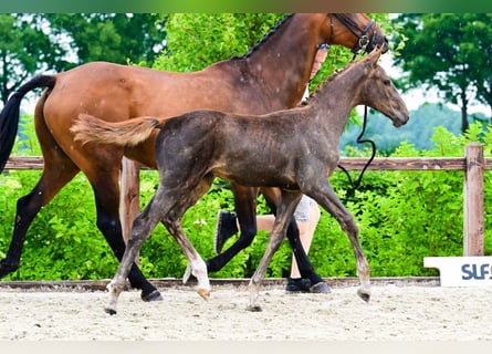 Sonstige Rassen, Hengst, , Fuchs