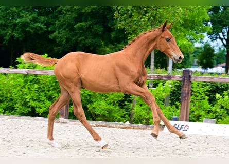 Sonstige Rassen, Hengst, 
