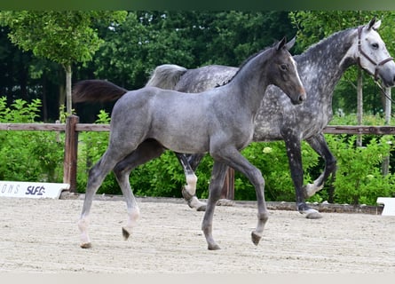 Sonstige Rassen, Hengst, 