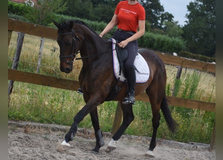 Sonstige Rassen, Stute, 10 Jahre, 160 cm