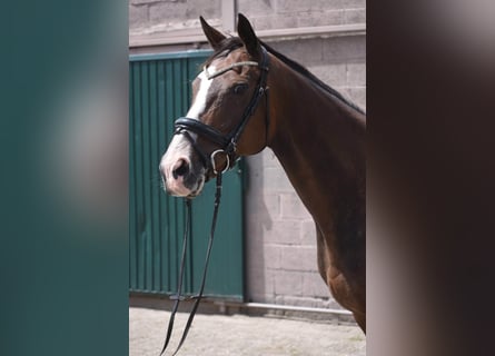 Sonstige Rassen, Stute, 10 Jahre, 162 cm, Dunkelbrauner