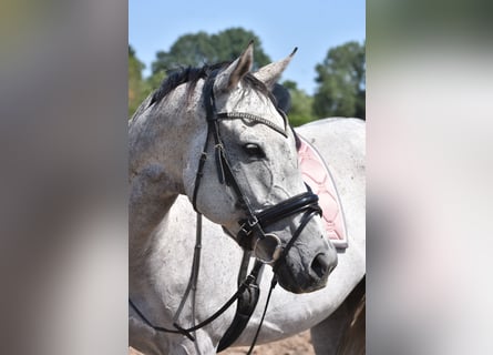 Sonstige Rassen, Stute, 10 Jahre, 163 cm, Schimmel