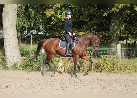 Sonstige Rassen, Stute, 10 Jahre, 164 cm, Brauner