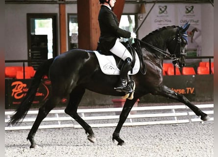 Sonstige Rassen, Stute, 10 Jahre, 164 cm, Rappe