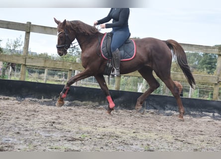 Sonstige Rassen, Stute, 11 Jahre, 164 cm, Dunkelfuchs