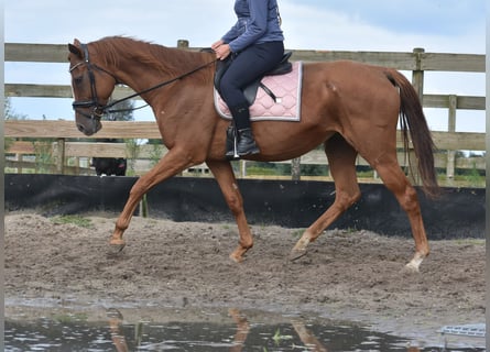 Sonstige Rassen, Stute, 11 Jahre, 168 cm, Fuchs