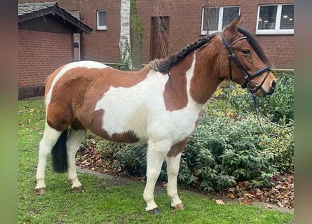 Sonstige Rassen, Stute, 12 Jahre, 135 cm, Schecke