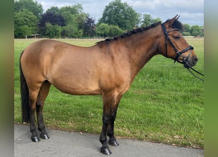 Sonstige Rassen, Stute, 12 Jahre, 142 cm, Brauner