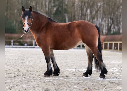 Sonstige Rassen, Stute, 12 Jahre, 153 cm, Brauner