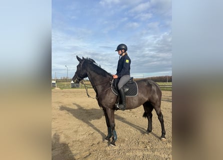 Sonstige Rassen Mix, Stute, 12 Jahre, 156 cm, Rappe