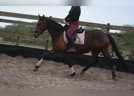 Sonstige Rassen, Stute, 12 Jahre, 160 cm, Brauner