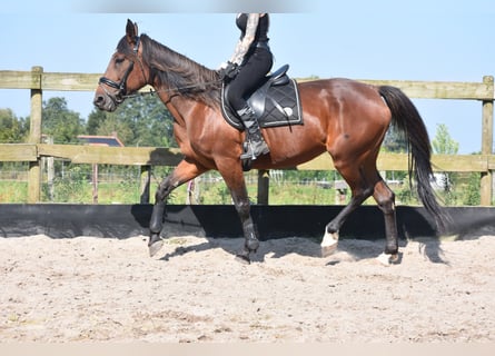 Sonstige Rassen, Stute, 12 Jahre, 161 cm, Rotbrauner