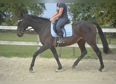 Sonstige Rassen, Stute, 12 Jahre, 164 cm, Schwarzbrauner