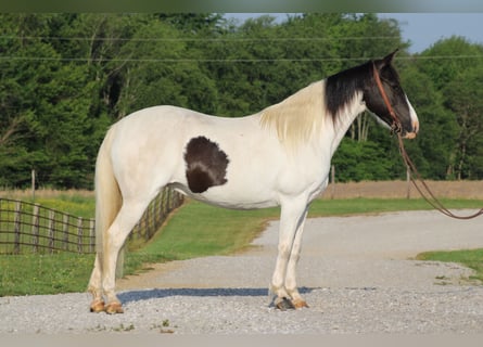 Sonstige Rassen, Stute, 13 Jahre, 142 cm, Schecke