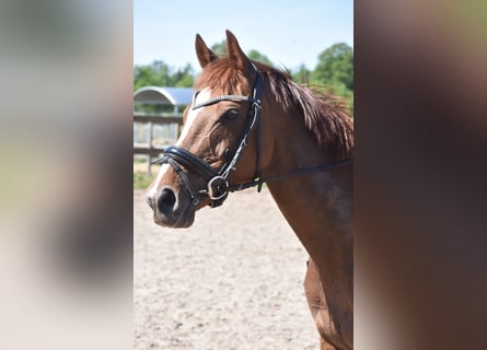Sonstige Rassen, Stute, 13 Jahre, 158 cm, Fuchs