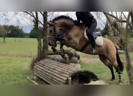 Sonstige Rassen Mix, Stute, 14 Jahre, 160 cm, Falbe