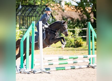 Sonstige Rassen, Stute, 16 Jahre, 128 cm, Rappe