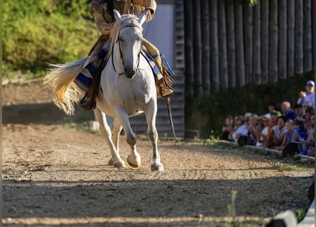 Sonstige Rassen, Stute, 16 Jahre, 160 cm, Schimmel
