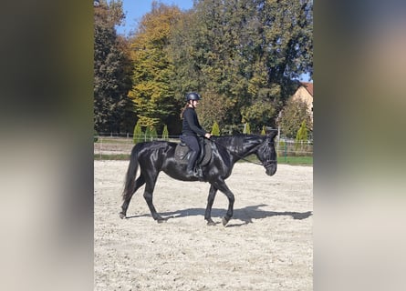 Sonstige Rassen, Stute, 17 Jahre, 170 cm, Rappe