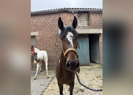 Sonstige Rassen, Stute, 2 Jahre, 140 cm, Rappe