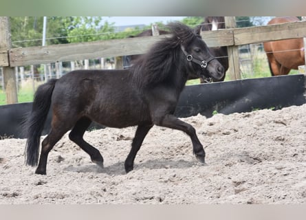Sonstige Rassen, Stute, 2 Jahre, Rappe