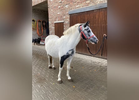 Sonstige Rassen, Stute, 3 Jahre, 142 cm, Schecke