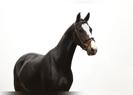 Sonstige Rassen, Stute, 3 Jahre, 150 cm, Dunkelbrauner