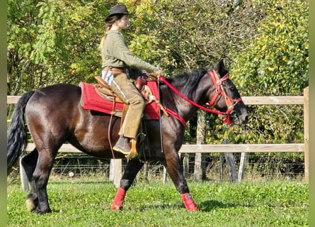 Sonstige Rassen, Stute, 3 Jahre, 153 cm, Rappe